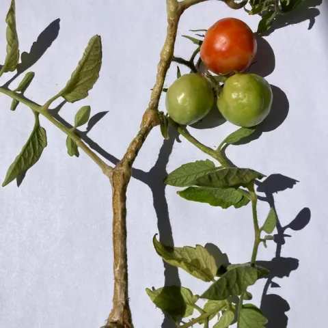 Oedema on tomato. photos by Carolle Juliano