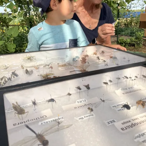 A grandmother and grandson examine a collection of bugs.