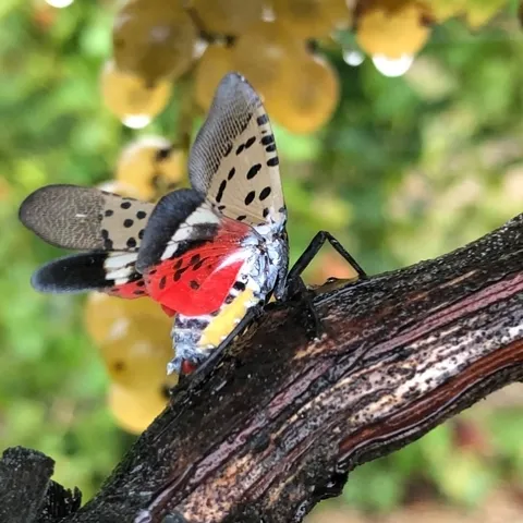 Adult spotted lanternfly in a tree.