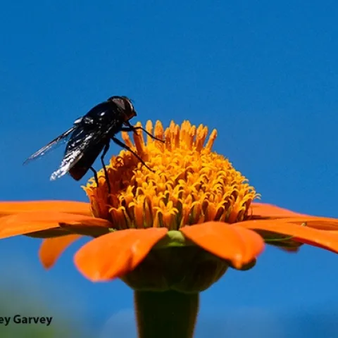 A black syrphid fly, a Mexican cactus fly, Copestylum mexicanum, foraging on a Mexican sunflower, Tithonia rotundifolia, in a Vacaville garden. (Photo by Kathy Keatley Garvey)