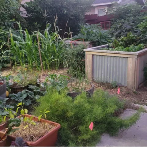 Raised beds with various vegetable crops in a backyard.