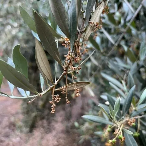 Figure 1. Application of NAA at full bloom to one side of the tree eliminates fruit set on the treated surface allowing for fruit development on the untreated side of the canopy.