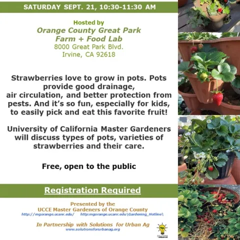 Grow Strawberries at Home – Learn How to Pot Them Like a Pro