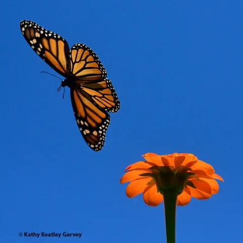 A monarch butterfly gliding over a Mexican sunflower, Tithonia rotundifola on Sept. 17 in a Vacaville garden. (Photo by Kathy Keatley Garvey)