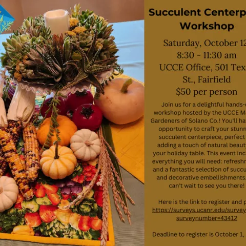 MGS Succulent centerpiece 2024