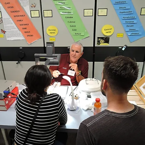 Entomologist Jeff Smith, curator of the Bohart Museum's Lepidoptera collections, shows visitors how to spread the wings of a butterfly. (Photo by Kathy Keatley Garvey)