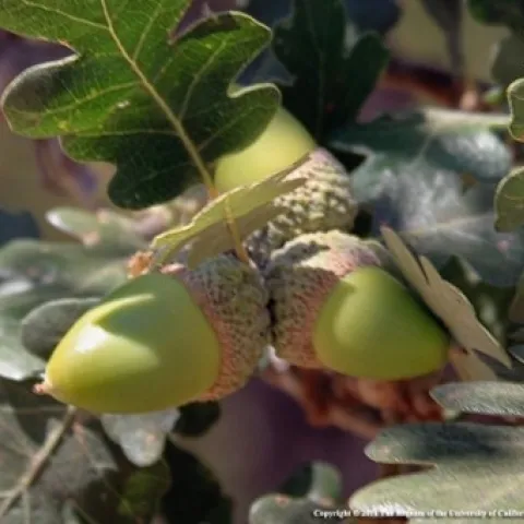 Photo of Valley Oak acorns