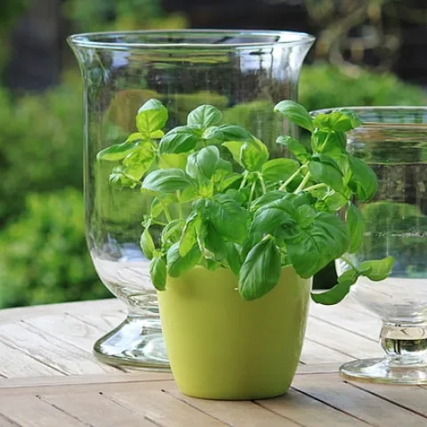 Cut basil in a large mug.
