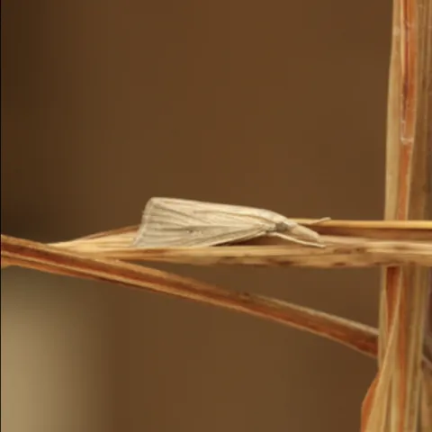 A moth sits on a blade of rice