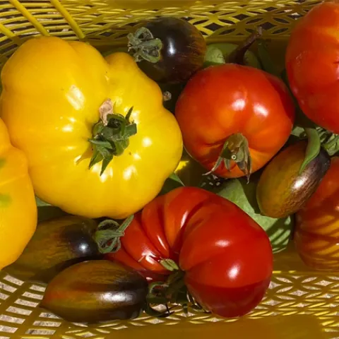 Seven tomato varieties were included in the Edible Demo Garden “Tomato Experiment”. Four are pictured here. Photo by Jenny Chan.