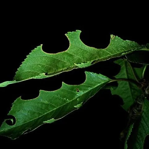 Circular cutouts on leaf made by a leafcutter bee (Wikimedia)