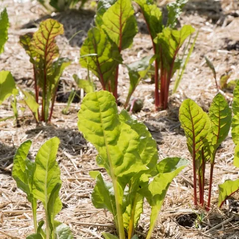Warm fall weather may shrink this year's cool-season planting season to four weeks. (Photo: USDA)