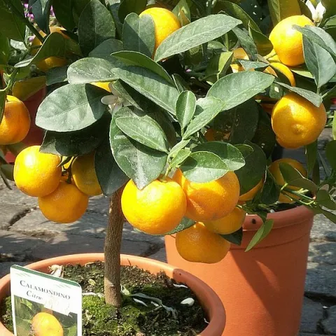 Calamondin citrus tree by Purrrpl_Haze is licensed under CC BY-NC-ND 2.0.