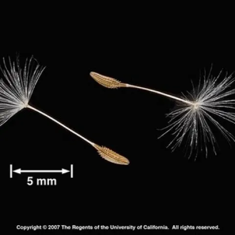 Photo of Dandelion seeds