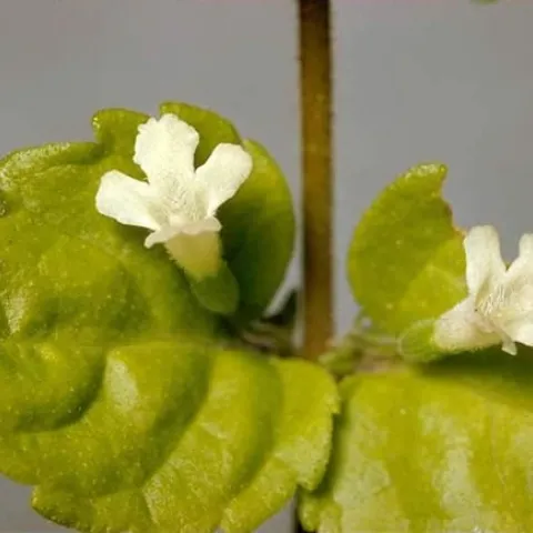 Picture of yerba buena