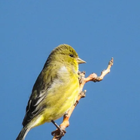 Lesser Goldfinch by Sharon in Llano is licensed under CC BY-NC-SA 2.0.