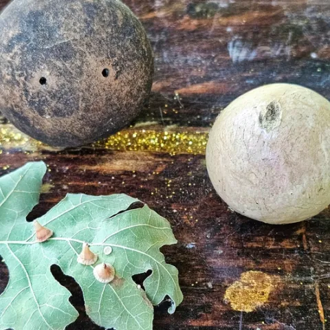 Ball and cone shaped galls - A. Alvarado