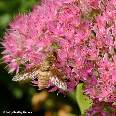 A bee fly, family Bombyliidae, foraging on sedum in a UC Davis garden. (Photo by Kathy Keatley Garvey)