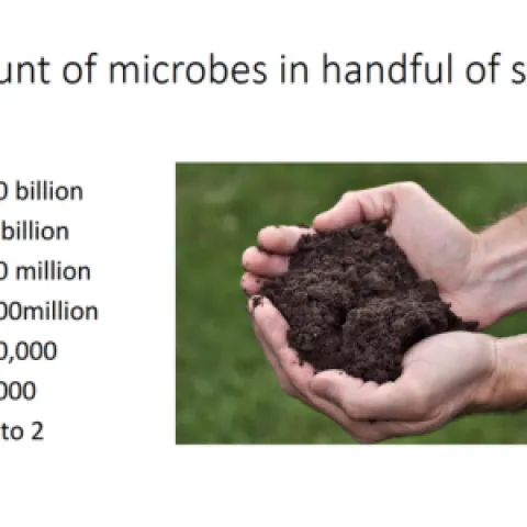 table of relative amounts of microbes in handful of soil