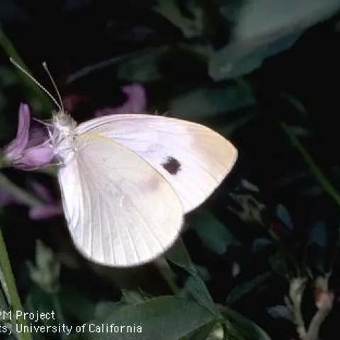 A white butterfly with a black spot on its wing feeding on a purple flower.