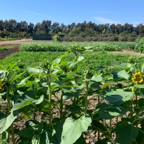 cover crop trail Hansen