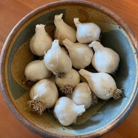 Photo of a bowl of garlic bulbs