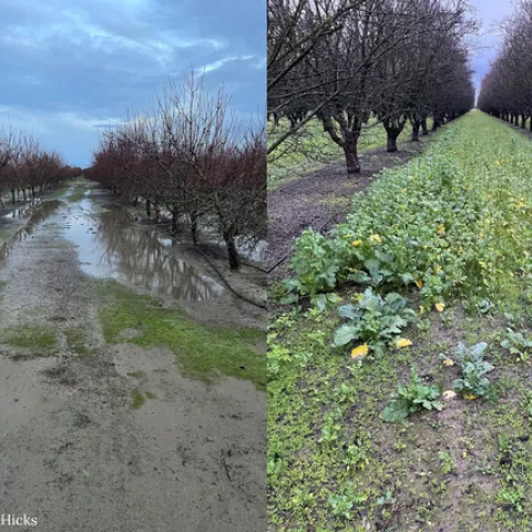 Los cultivos de cobertura pueden mejorar la infiltración y almacenamiento del agua, la captura de carbono y la salud del suelo, así como reducir las escorrentías y erosión. Fotografía por Donny Hicks