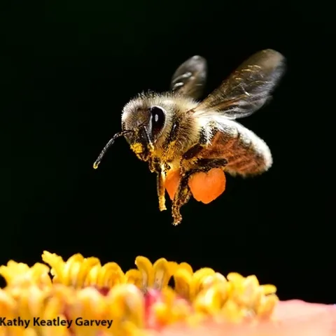 This image, titled "Heavy Load," was accepted into the 66th annual International Insect Salon. (Photo by Kathy Keatley Garvey)