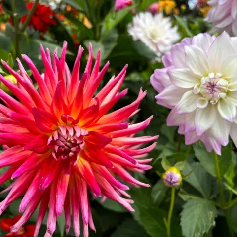 Dahlias. all photos by Joy Humphrey