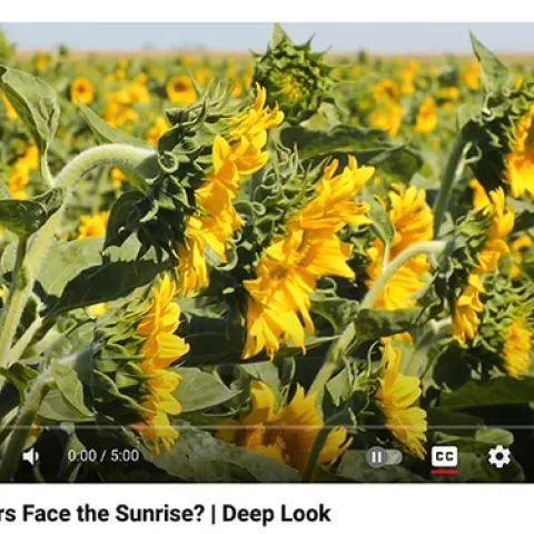 The newly released PBS Deep Look video "Why Do Sunflowers Face the Sunrise?" is a crowd favorite. (Screen shot)