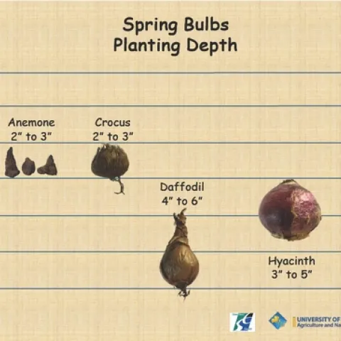 Spring flowering bulb planting depths. Alliums 4-6", anemone 2-3,"crocus 2-3," daffodil 4-6," hyacinth 3-5," tulips 3-5"