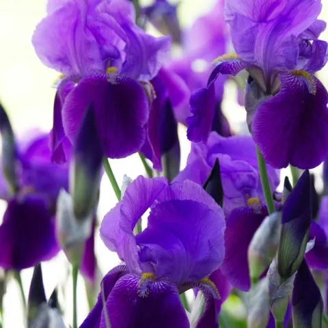Purple Iris