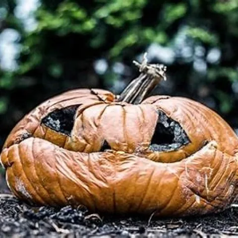 Image of a carved pumpkin which is rotting and squishy.