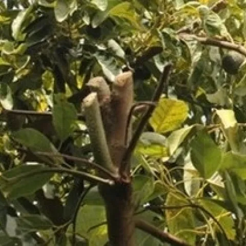 avocado pruning stub 1