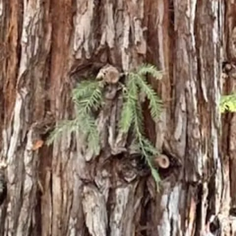 Redwood. photo by Sandra Mohsan