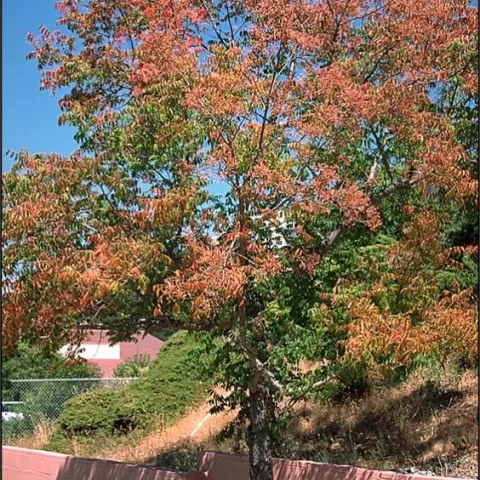 Early fall color on Chinese pistache. (Ed Perry)