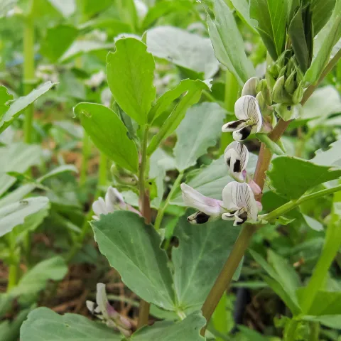 Fava beans are an attractive and popular cover crop due to their nitrogen-fixing effects in the soil. Photo: Flickr