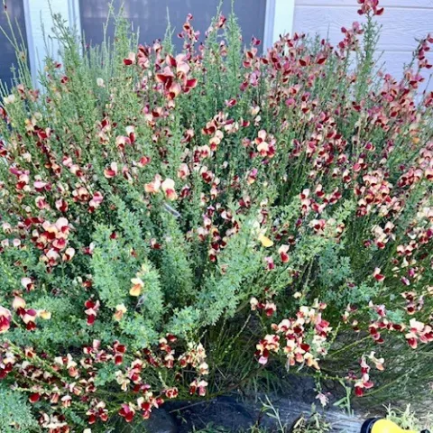 Our bush above was approximately 6 feet wide by 3.5 feet tall. photo by Cindy Yee