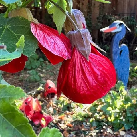 Abutilon. photos by Erin Mahaney