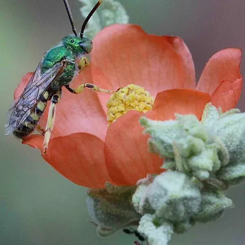 Male native green sweat bee on desert mallow flower. Michelle Graydon
