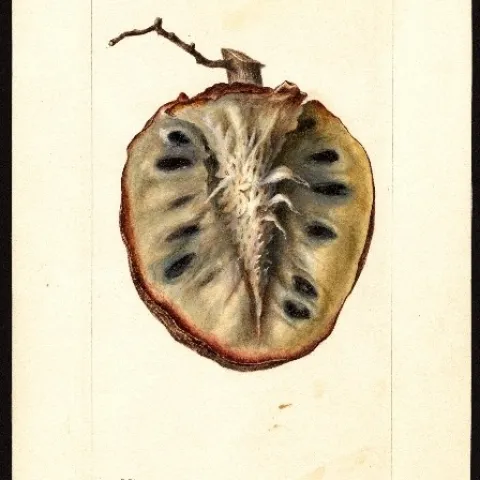cherimoya usda drawing
