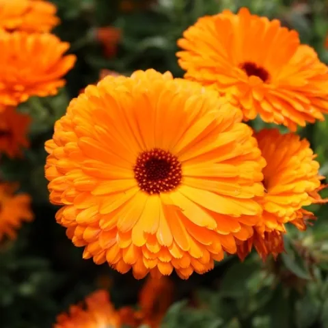 Beautiful orange Calendula flowers.