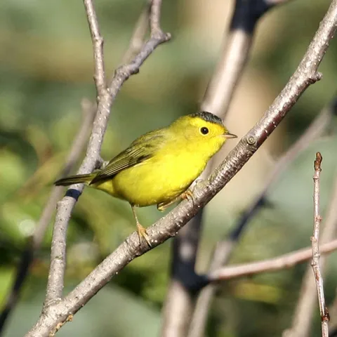 A bright yellow Wilson's warbler on a twig.