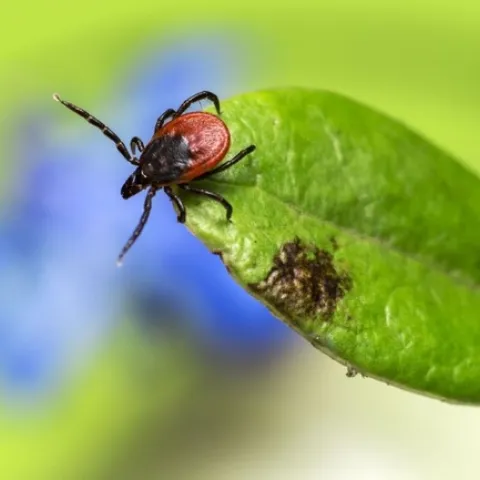 A pear-shaped tick with a brown and black body and 8 black legs sits on the tip of a green leaf.