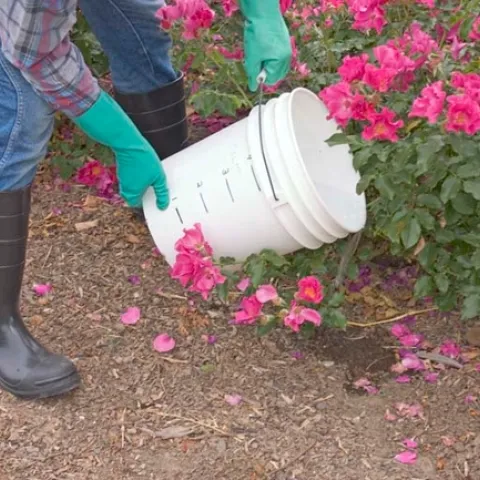 Person wearing tall black rubber boots and jeans pouring a clear liquid from a white bucket onto the soil around a bush with pink flowers.