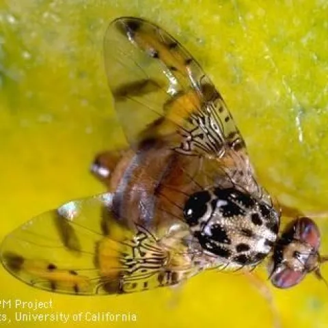 A brown and yellow fly on a yellow-green background.