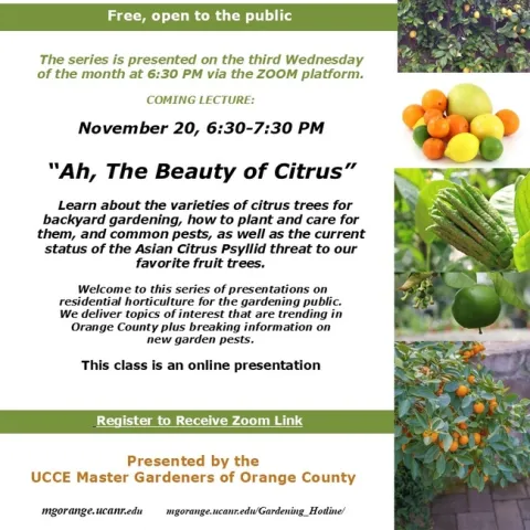 Discover Citrus Beauty: Tips & Tricks for Your Backyard Garden!