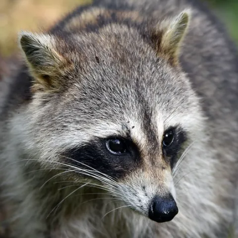 Raccoon Portrait by Charles Patrick Ewing is licensed under CC BY 2.0.
