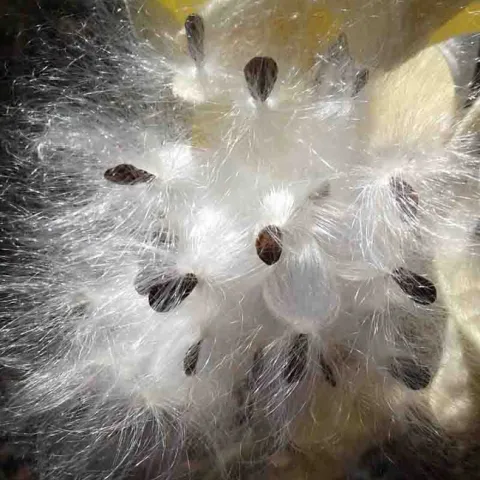 Milkweed seeds. Laura Lukes