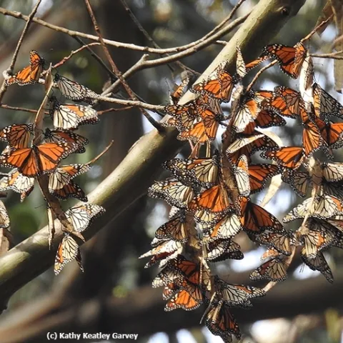 Overwintering monarchs clustering in an 80-foot-high eucalyptus tree at the Natural Bridges State Park butterfly sanctuary, Santa Cruz on Dec. 30, 2016. (Photo by Kathy Keatley Garvey)